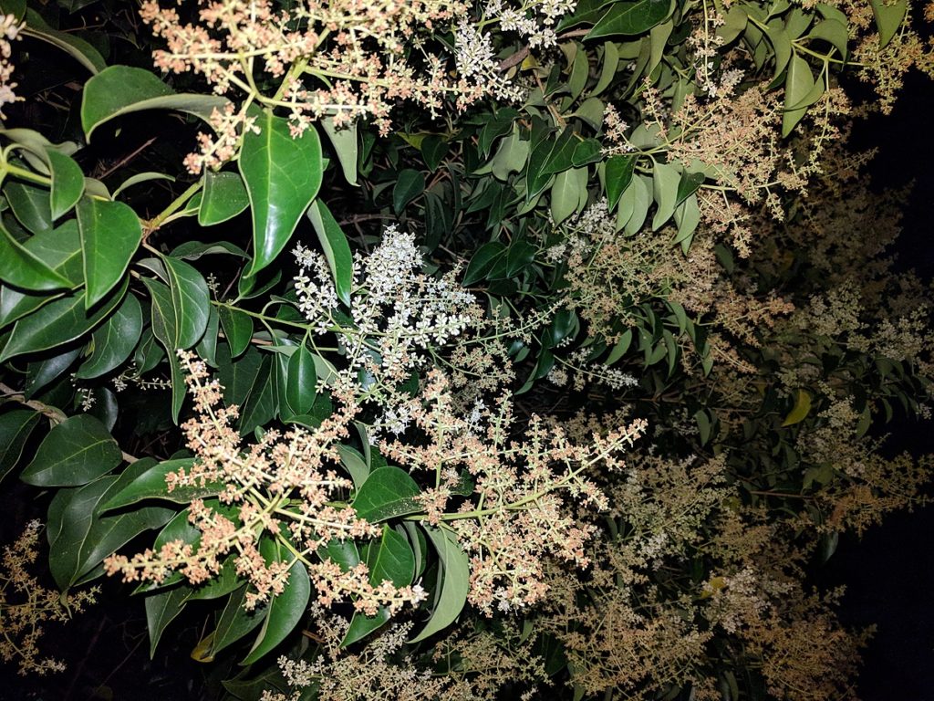 Texas Ash, Fraxinus Albicans photo of Texas Ash, Fraxinus Albicans