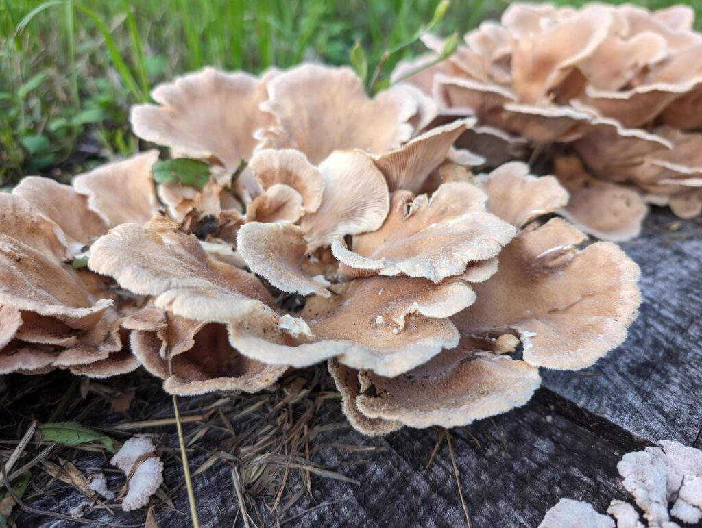 Fungus growing on a tree stump