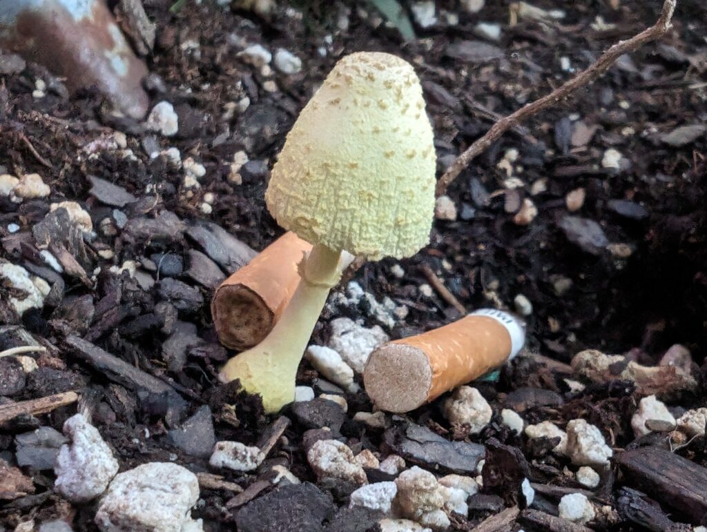mushroom growing in a planter next to cigarette butts